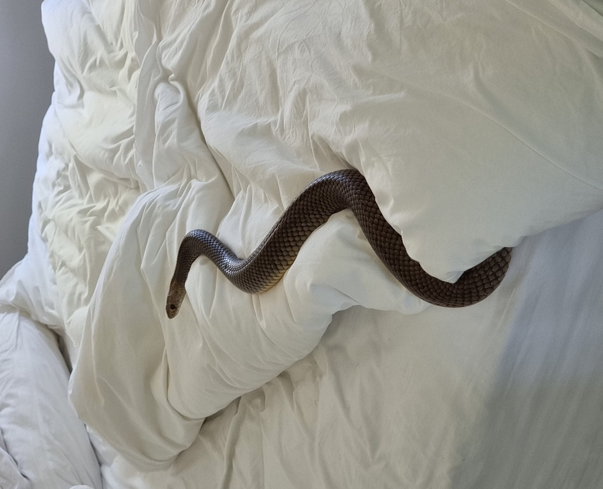 ऑस्ट्रेलिया में बेडरूम में घुसते ही महिला होश उड़े, बिस्तर पर था 6 फीट लंबा जहरीला सांप, रेस्क्यू टीम के किया हवाले