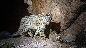 Snow Leopard In Ladakh