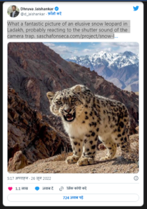 Snow Leopard In Ladakh