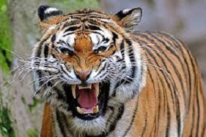 छतीसगढ़ में बाघ के हमले से 2 लोगो की मौत 1 घायल, खुद को बचाने के लिए ग्रामीणों ने टाइगर पर कुल्हाड़ी से किया वार, वन विभाग ने बच्चों को स्कूल आने से किया मना