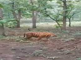 Tiger Attack in Cg