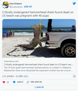 Hammerhead Shark 