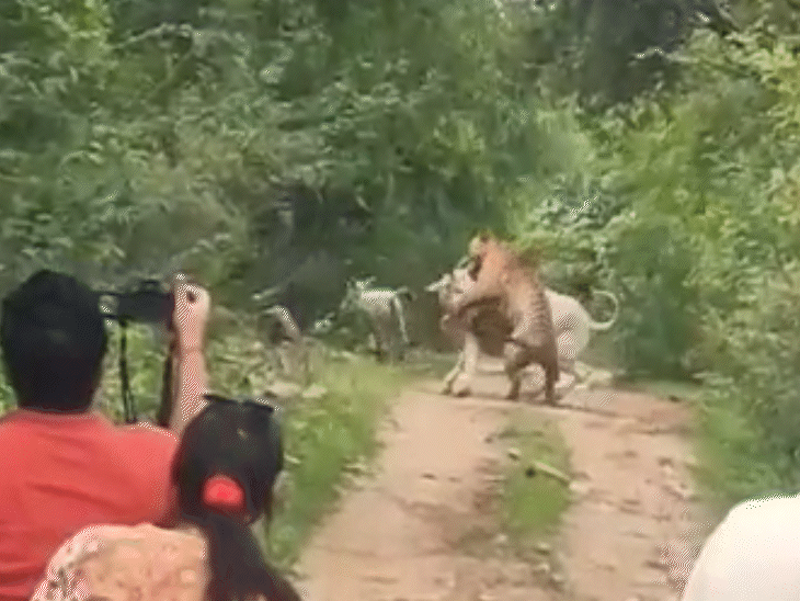 रणथम्भौर‌ में बाघ ‘जय’ ने गाय का किया शिकार, 20 सेकंड में मार गिराया, देखिये LIVE VIDEO