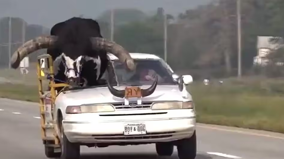 Giant Bull in Car
