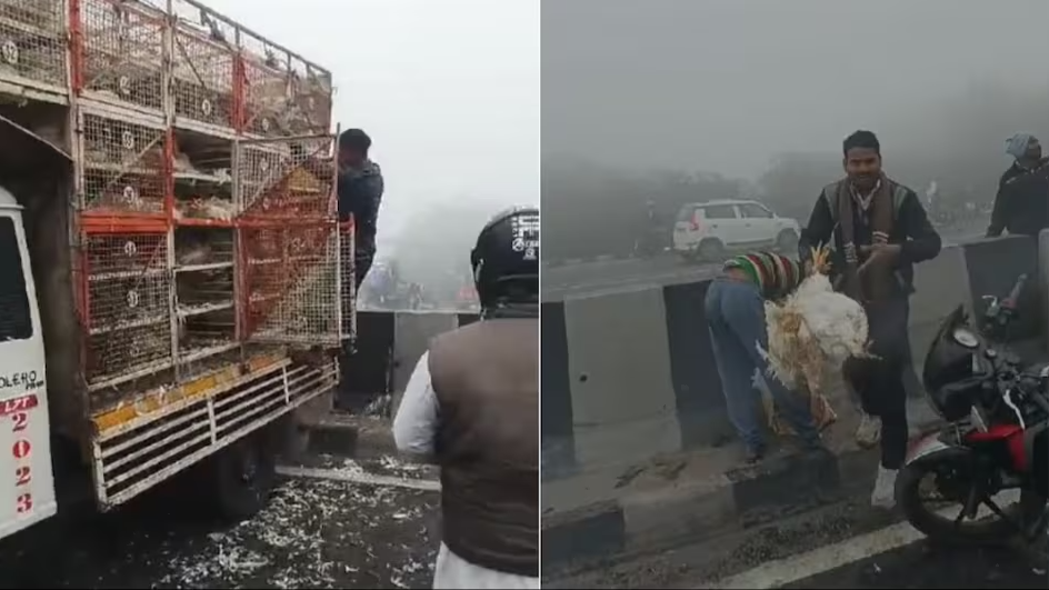 नेशनल हाइवे पर मुर्गों से वाहन पलटा, मुर्गे लूटने की मची होड़, गाड़ी में भरे थे डेढ़ लाख के मुर्गे, VIDEO वायरल