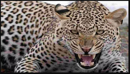 Indore Leopard Hunting