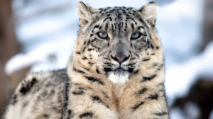 Snow Leopard 