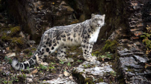 Snow Leopard 