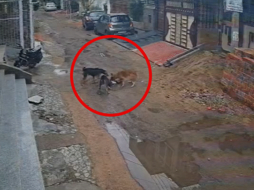 Street Dog Attacked
