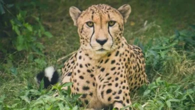 Namibian Cheetah Nabha