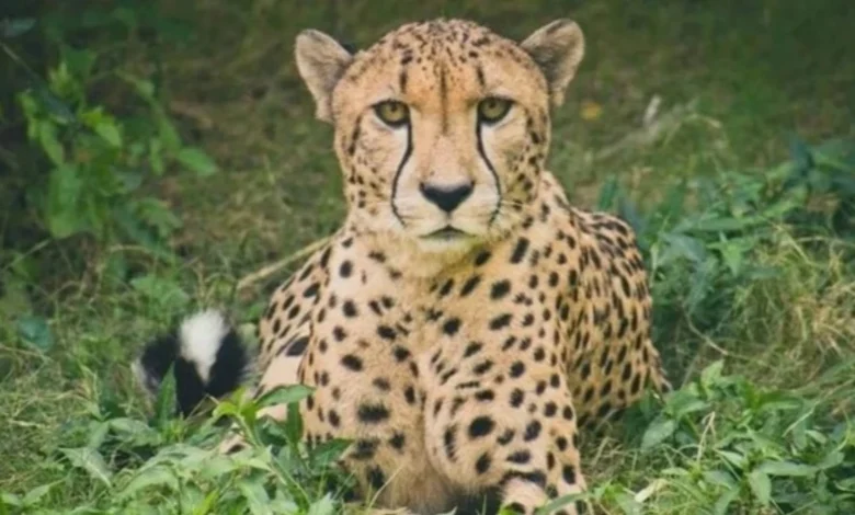 Namibian Cheetah Nabha