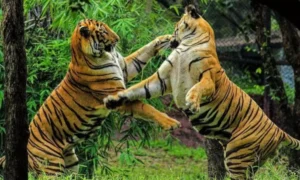 Tiger Day 2025