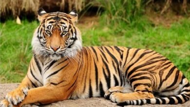 Tiger Day 2025