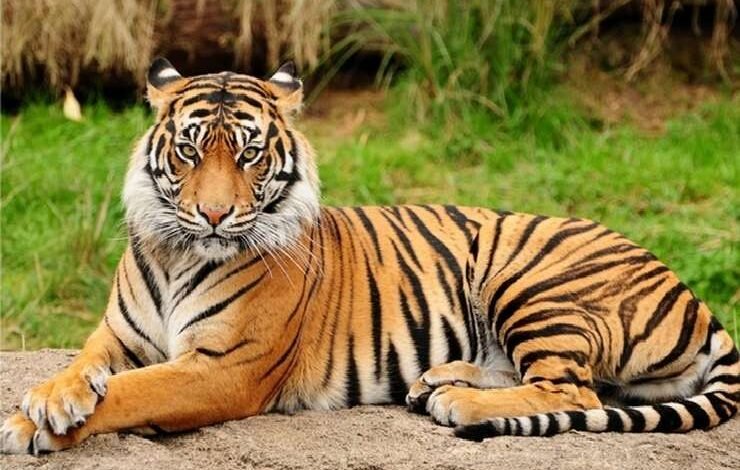 Tiger Day 2025
