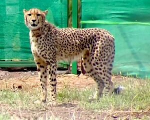 Namibian Cheetah Nabha