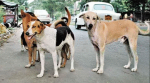 Street Dog Attacked