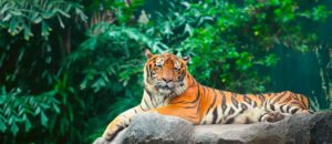 Tiger Day 2025