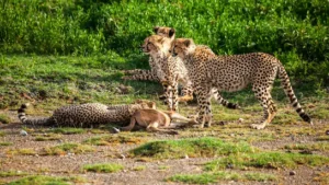 Namibian Cheetah Nabha