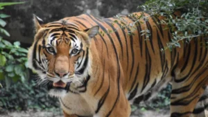 Tiger Day 2025