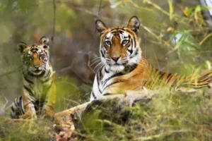 Tiger Day 2025