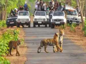 Tiger Day 2025