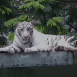 इंदौर चिड़ियाघर गर्मी व्यवस्था वन्य प्राणी