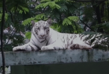 इंदौर चिड़ियाघर गर्मी व्यवस्था वन्य प्राणी