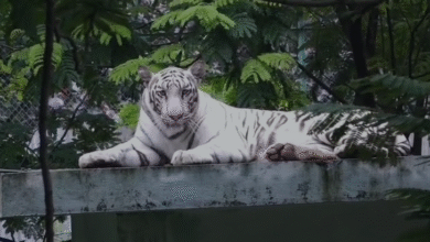 इंदौर चिड़ियाघर गर्मी व्यवस्था वन्य प्राणी