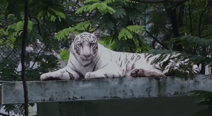 इंदौर चिड़ियाघर गर्मी व्यवस्था वन्य प्राणी