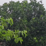 MP Weather Update Today: Pre Monsoon Entry से बदला मौसम, गर्मी से राहत