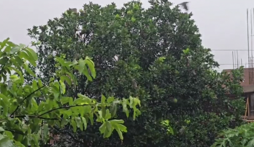 MP Weather Update Today: Pre Monsoon Entry से बदला मौसम, गर्मी से राहत