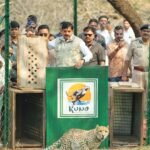 Cheetah released into open forest at Kuno National Park in Madhya Pradesh
