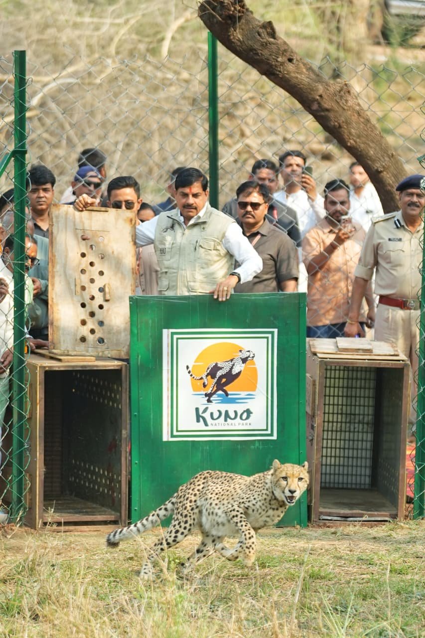 Cheetah released into open forest at Kuno National Park in Madhya Pradesh