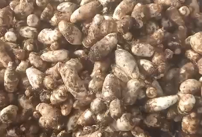Indore Vegetable Price