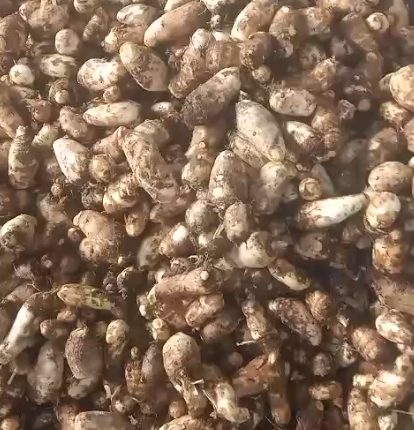 Indore Vegetable Price