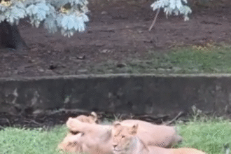 indore zoo lion cubs