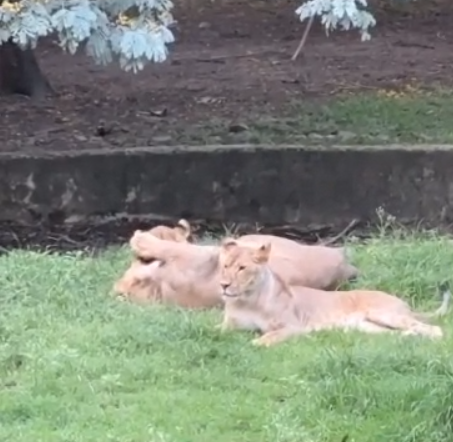 indore zoo lion cubs