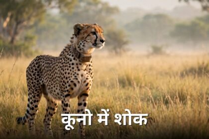 Kuno cheetah