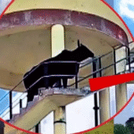 Sheopur Bull Rescue
