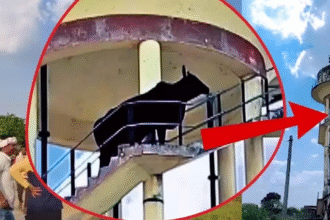 Sheopur Bull Rescue