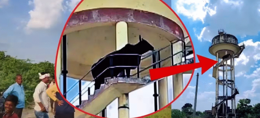 Sheopur Bull Rescue