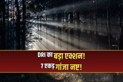 Indore DRI ganja