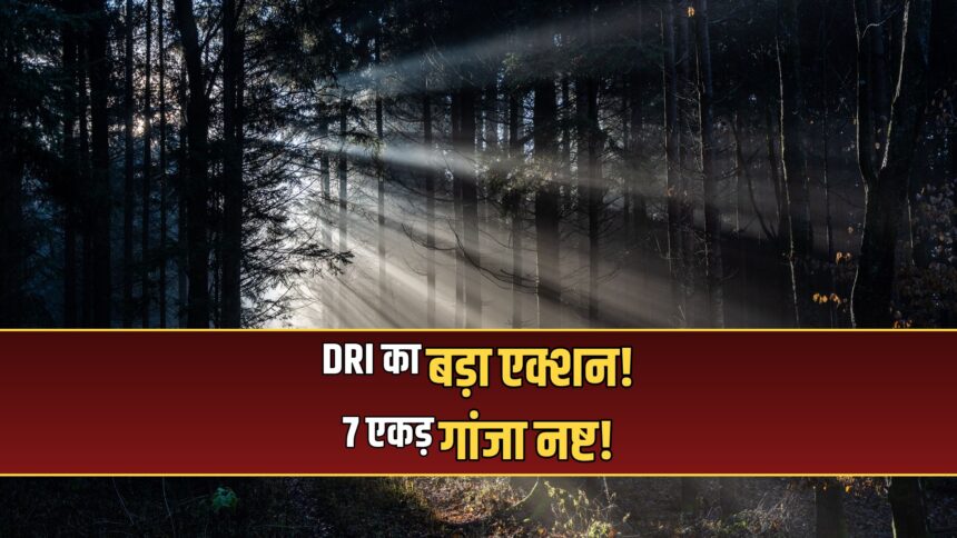 Indore DRI ganja