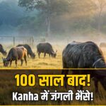 Kanha tiger reserve wild buffalo release
