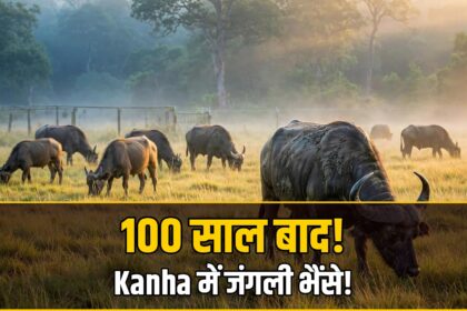 Kanha tiger reserve wild buffalo release