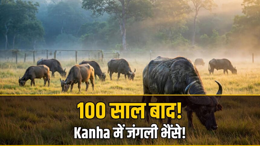 Kanha tiger reserve wild buffalo release