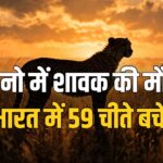 Kuno cheetah cub dies Asha Project Cheetah national park