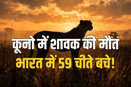 Kuno cheetah cub dies Asha Project Cheetah national park