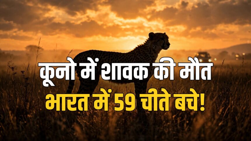 Kuno cheetah cub dies Asha Project Cheetah national park