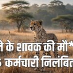 Kuno Cheetah Death